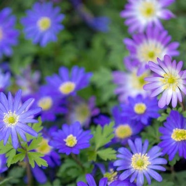 Anemone Blanda 'Mixture' Anemone